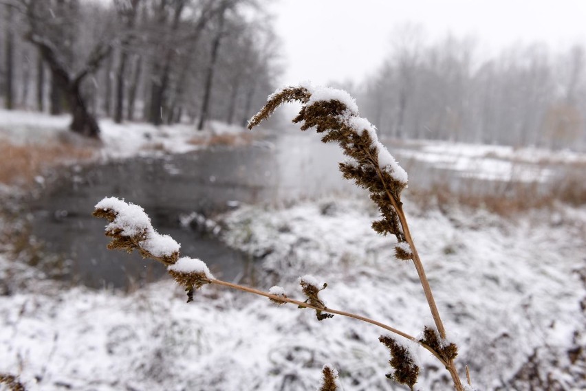 Choć do kalendarzowej wiosny pozostał jeszcze ponad miesiąc,...