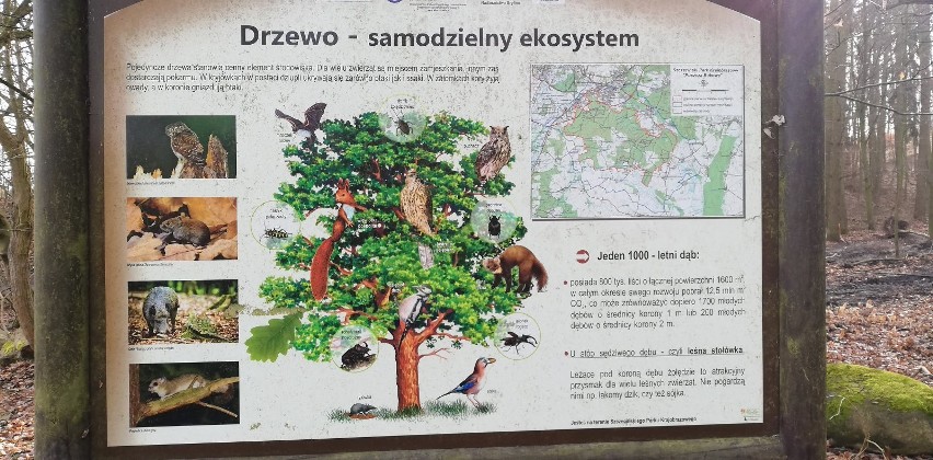 Przygnębiający obraz Puszczy Bukowej. Setki powycinanych drzew. ZDJĘCIA