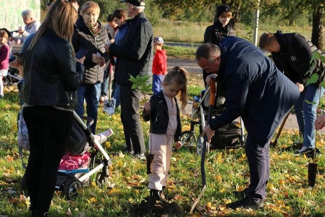 Kolejne drzewa w Czeladzi posadzone zostały ostatnio w rejonie ulicy Piłsudskiego Zobacz kolejne zdjęcia/plansze. Przesuwaj zdjęcia w prawo naciśnij strzałkę lub przycisk NASTĘPNE