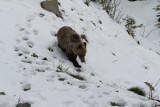 Kościelisko. Samochód zderzył się z niedźwiedzią rodziną. Zwierzęta uciekły