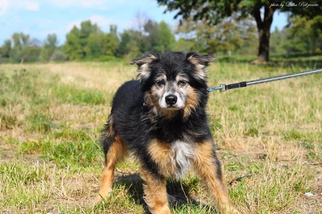 Pikuś z Oświęcimia. Ma 12 lat. Trafił do schroniska bardzo zaniedbany i smutny. Długo tułał się po ulicach. Jest spokojny i łagodny. Źle znosi pobyt w schronisku. Szuka spokojnego kącika na starość.