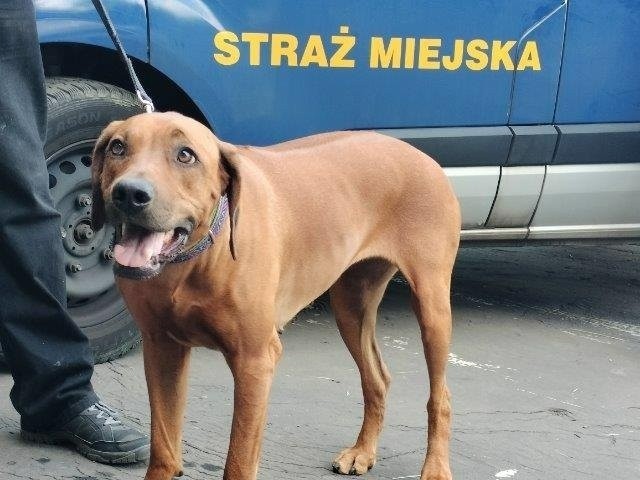 Kraków. Psy uwięzione w śmiertelnej pułapce. Interweniowali strażnicy