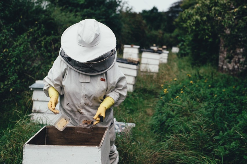 Praca pszczelarza wymaga skupienia, ale daje dużą...