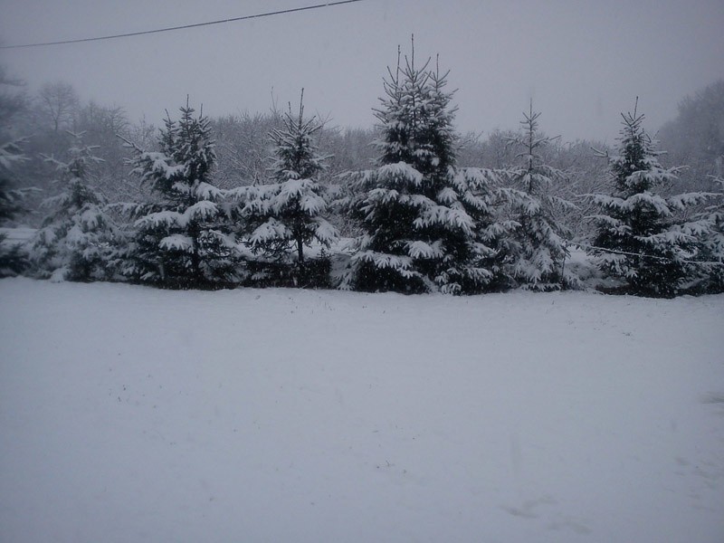Śnieg w Bieszczadach
Śnieg w Orelcu.
