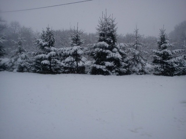 Śnieg w BieszczadachŚnieg w Orelcu.