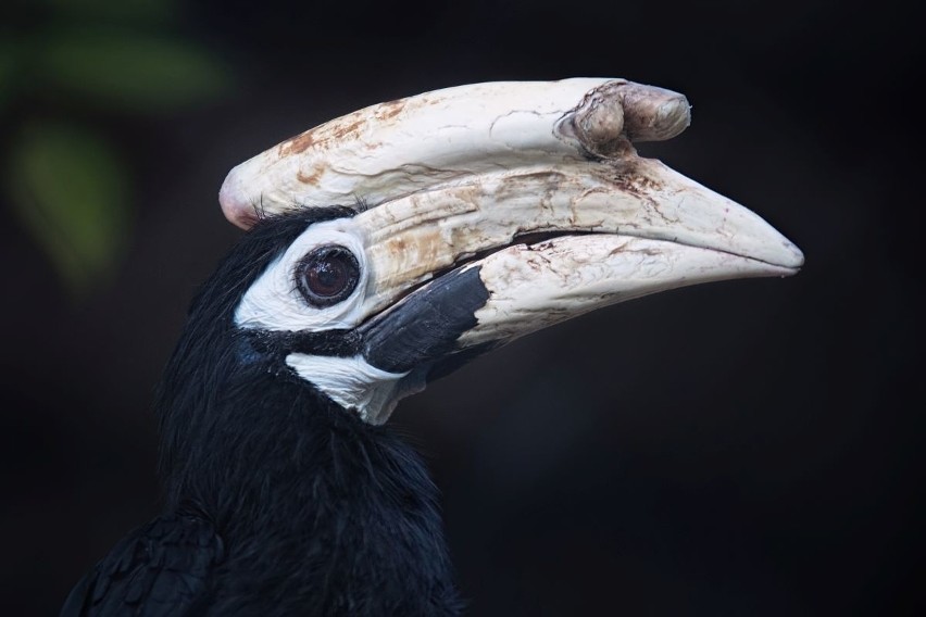 Dzioborożec palawański wykluł się we wrocławskim zoo. To niezwykły ptak (ZDJĘCIA)