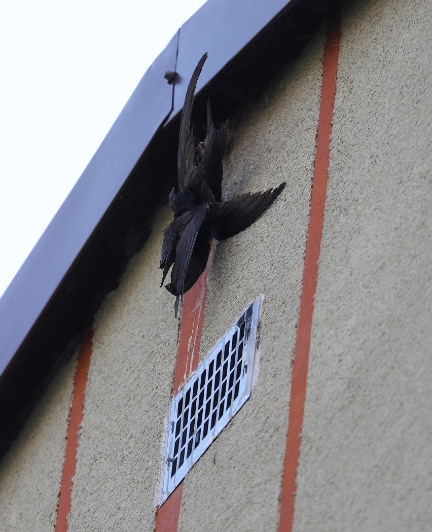 Ptak zaklinował się w szczycie budynku.