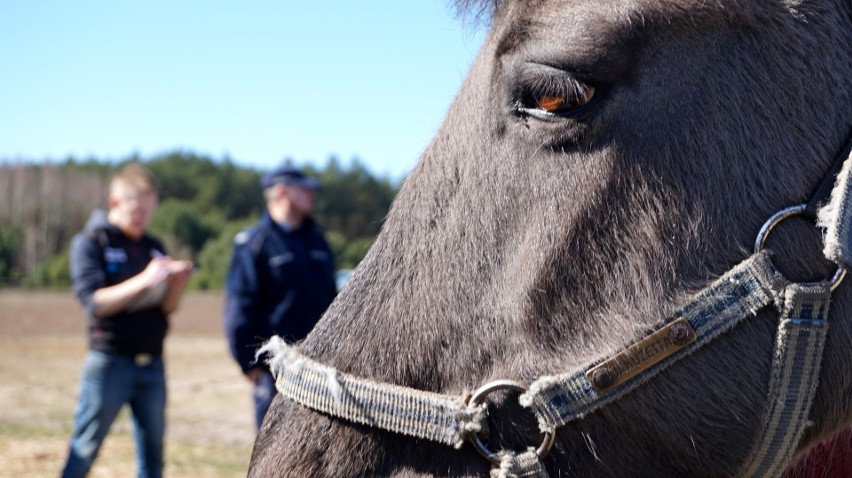 W Małych Rudach głodzono konie i psa - zwierzęta zostały uratowane