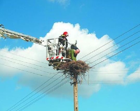 Dzięki wspólnej akcji strażaków i energetyków pozostawiony w gnieździe ptak nie padł z głodu.