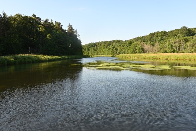Rzeka Wieprza.
