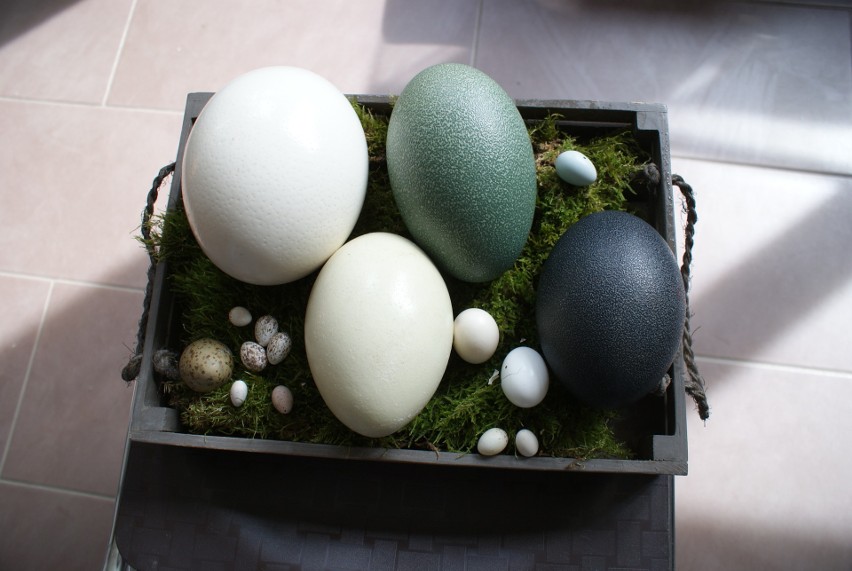 Kolorowe jaja od kazuara, duże od sępa i nandu