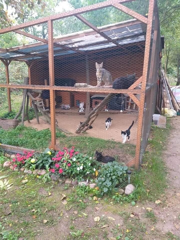 Na Kocim Ranczu znajdują się woliery, w których kotki mogą...