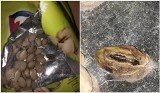 Klient kupił paczkę pistacji w Biedronce. W orzeszkach były robaki! [zdjęcia]