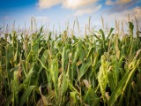 O co chodzi w wojnie o GMO? O ogromne pieniądze