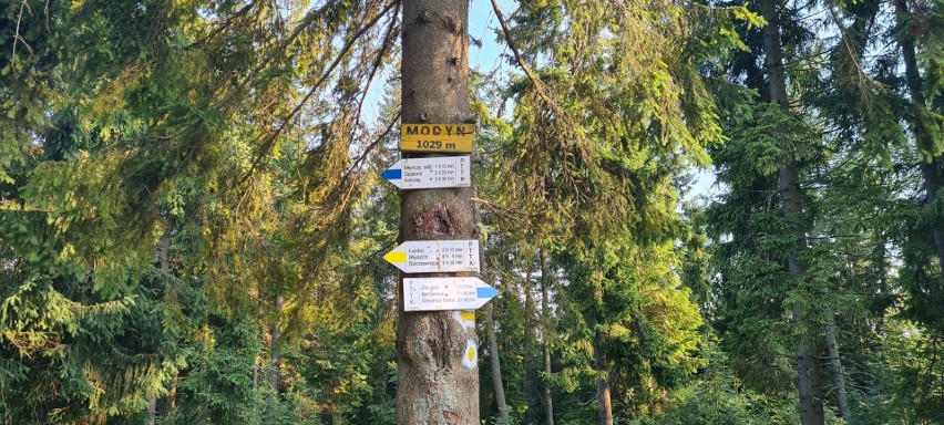 Wieża na Modyni - zwanej Górą Zakochanych turystycznym hitem. Widoki na Beskidy, Tatry i Pieniny [ZDJĘCIA]