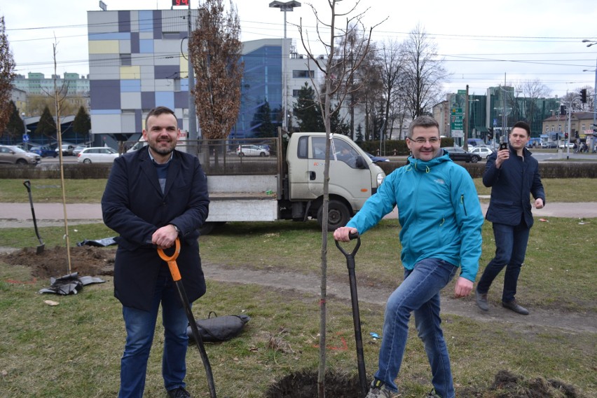 Gdzieś wycinają drzewa a w Częstochowie sadzą ZDJĘCIA