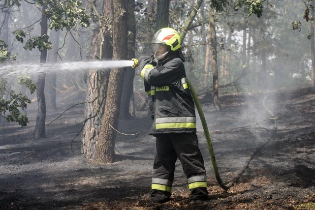 W wyniku pożaru spaliło się 500 metrów kwadratowych poszycia leśnego przy ul. Rekreacyjnej.
