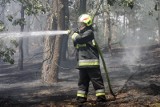 Spłonęło poszycie leśne na terenie LPKiW w Myślęcinku. Pożar gasiły trzy zastępy strażaków