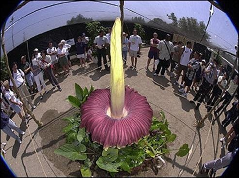 Największy kwiat na świecie! Zdjęcie od Czytelnika