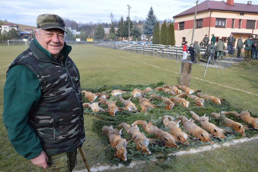 Gminne polowanie na lisy. Bo zagryzały kury gospodarzom
