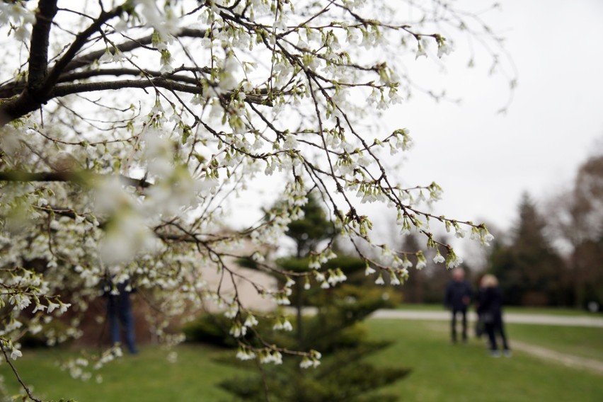 Ogród Botaniczny UMCS otwiera się dla zwiedzających           