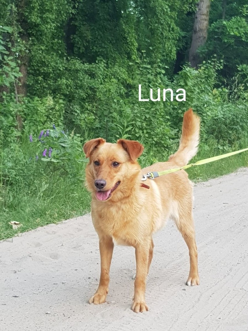 Luna – 2 letnia suczka, waży ok. 18 kg, sięga do kolan. Luna...