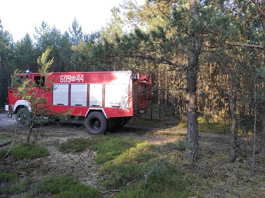 Pożar objął niemal siedem hektarów poszycia leśnego. Akcja...