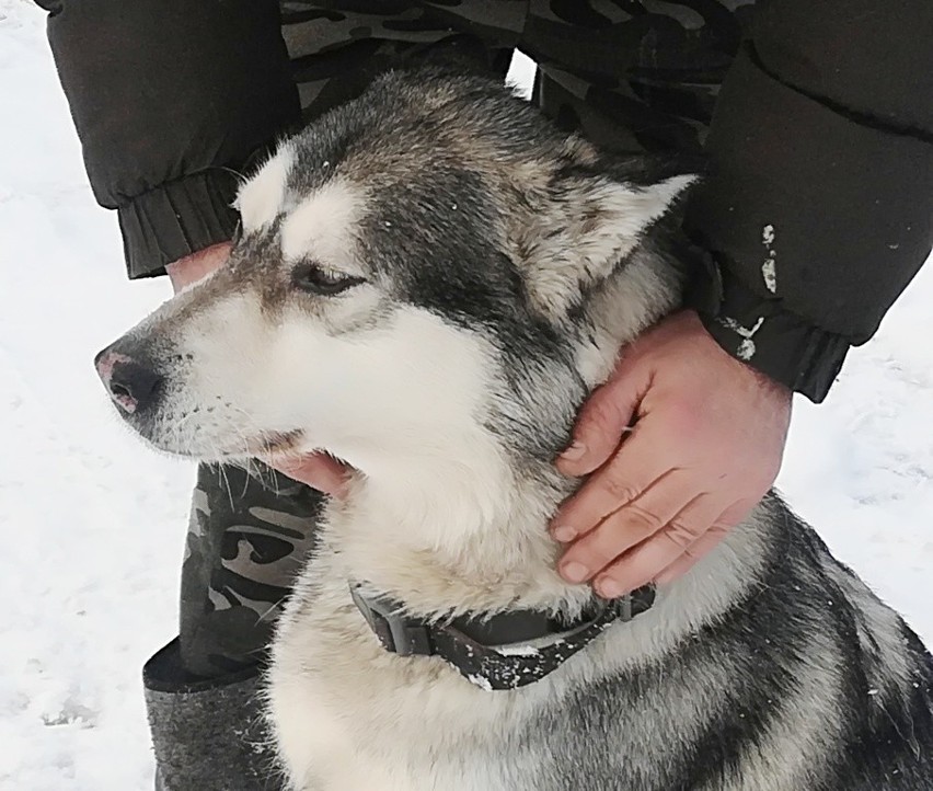 Znaleziono psa typu husky. Szukamy właściciela 