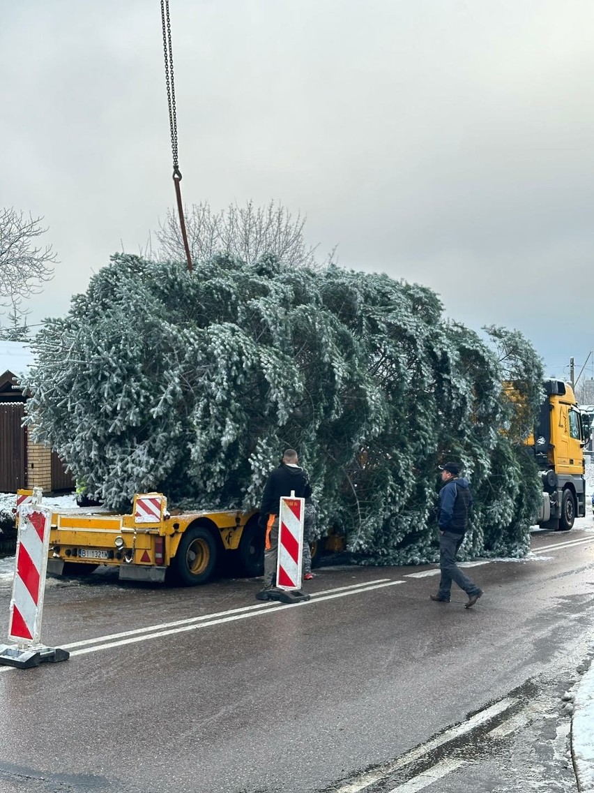 Bożonarodzeniowa wielka choinka dojechała do centrum Białegostoku. Drzewko podarował jeden z mieszkańców