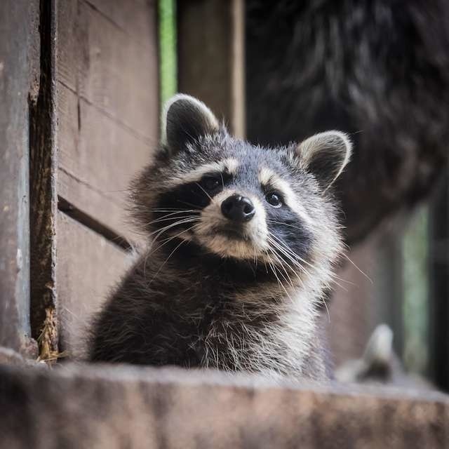 Pokaz karmienia szopa w ZOOPokaz karmienia szopa w ZOO