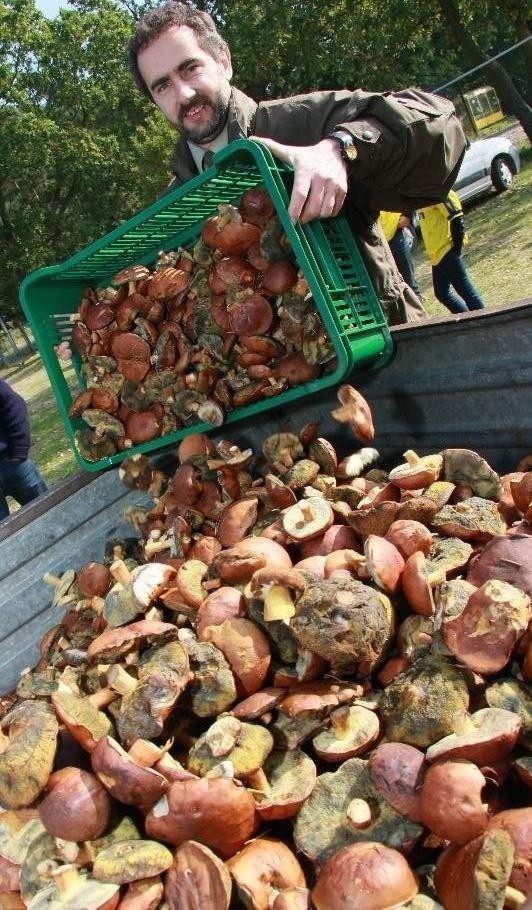 Uczestnicy grzybobrania zebrali 90 kg podgrzybków. Zdaniem Dariusza Molika z Nadleśnictwa w Międzychodzie, to niewiele.