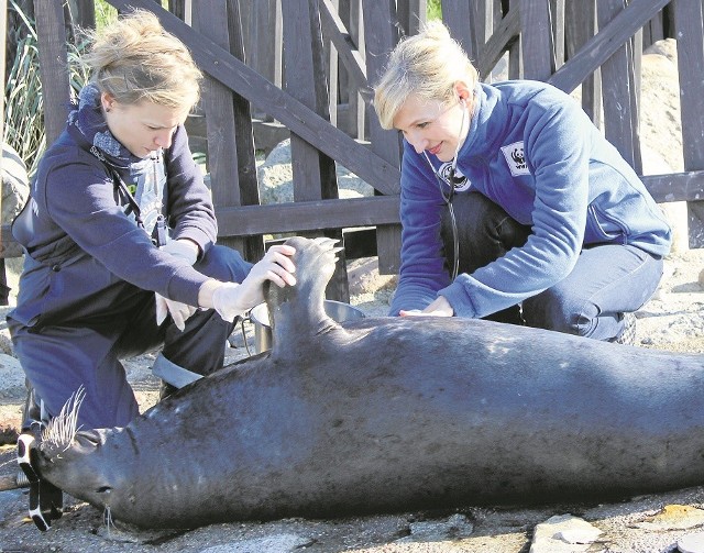 Reni Jusis była na szkoleniu w helskim fokarium. Podczas niego m.in. badała zwierzęta