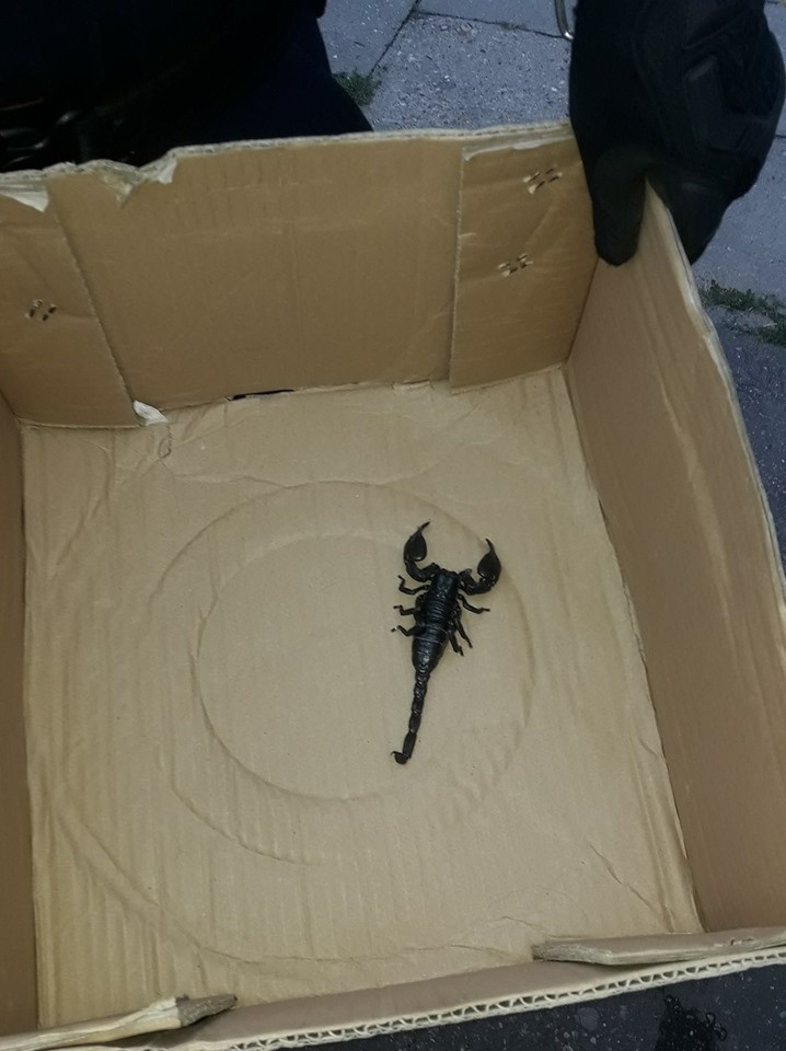 Jeden z największych skorpionów na świecie znaleziony na posesji na ulicy Radomskiej!