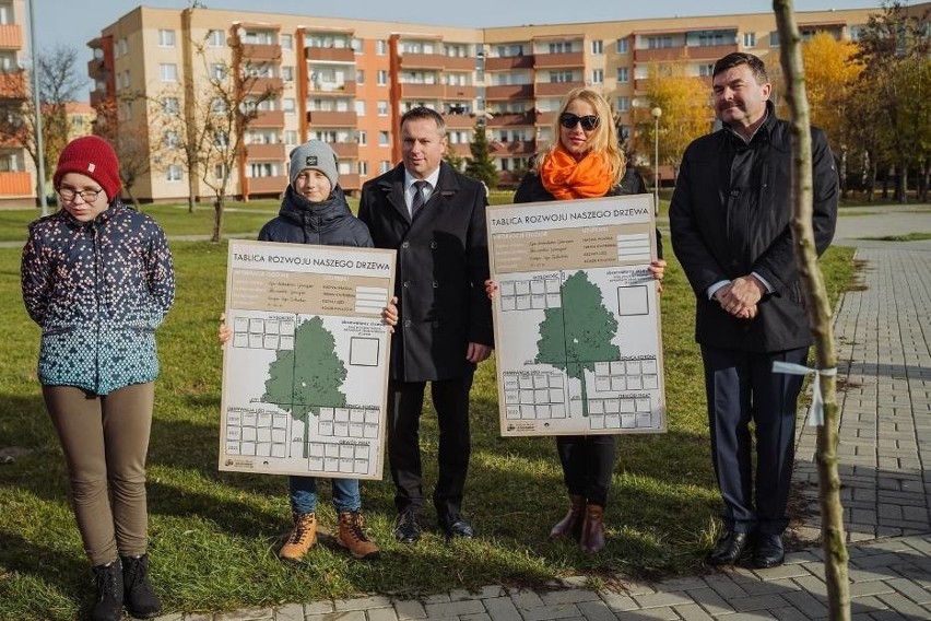 W Łęcznej posadzili 8,5-metrową lipę dla lepszego powietrza