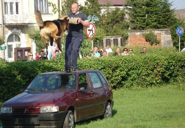 Pies nie dał żadnych szans "bandycie&#8221;, który próbował chronić się na dachu samochodu  