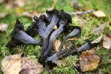 Dziwne, ale jadalne. Te grzyby spotkasz w polskich lasach. Wyglądają groźnie, ale są w pełni bezpieczne i... smaczne 