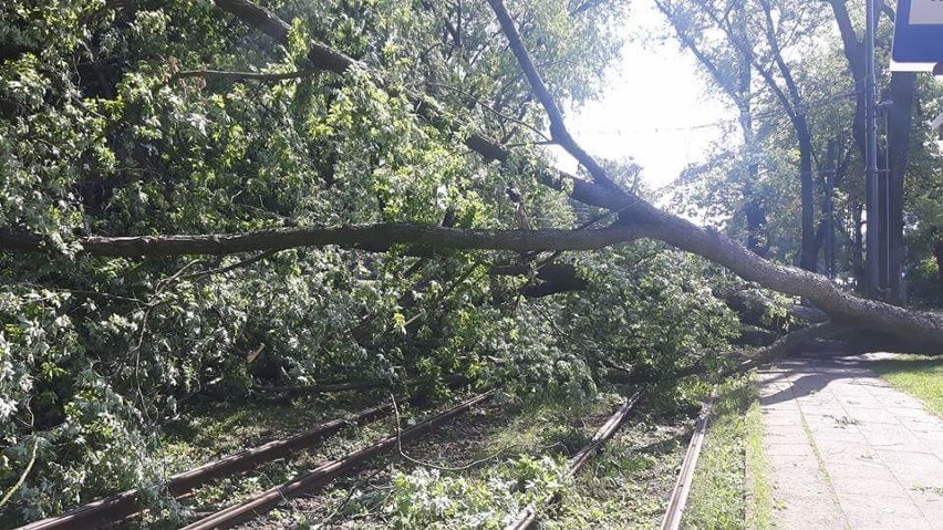 Burza w Łodzi. Nawałnica nad Łodzią. Powalone drzewa, gałęzie na drogach, zalane ulice [ZDJĘCIA]