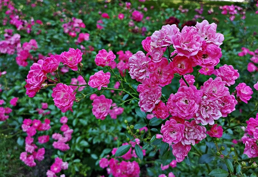 Kraków. Pięknie kwitnące róże na Alei Róż w Nowej Hucie [ZDJĘCIA]