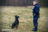 Czy Izi nadaje się do pracy w policji? Psiego funkcjonariusza czeka ważny egzamin