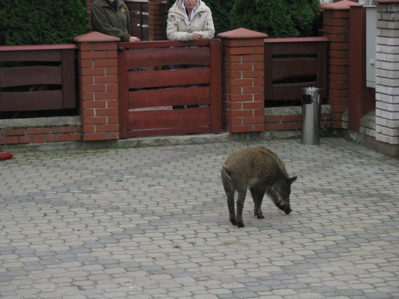 Dzik biegający po ulicach wystraszyl dzisiaj mieszkanców...