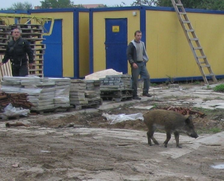 Dzik biegający po ulicach wystraszyl dzisiaj mieszkanców...