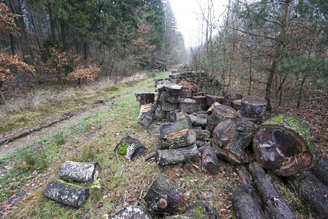 Zarząd Infrastruktury Miejskiej w Słupsku zapewnia, że w lasku wycina tylko drzewa chore i zagrażające innym