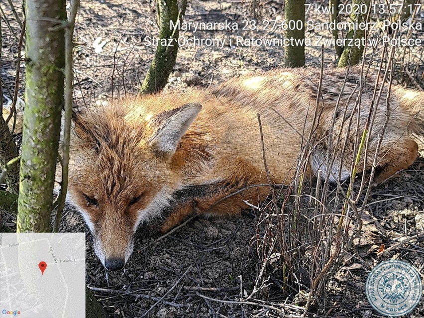Awantura w Sandomierzu o opiekę nad rannym lisem. Obrońcy praw zwierząt a Straż Miejska