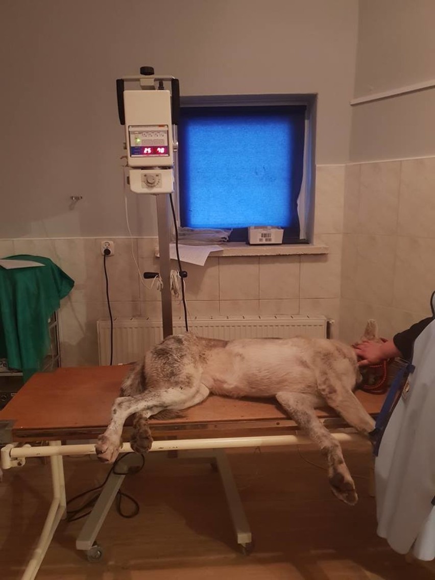 Gmina Tczew: pies ze złamaną nogą cierpiał przez kilka lat! Odebrali go „animalsi” [ZDJĘCIA] 