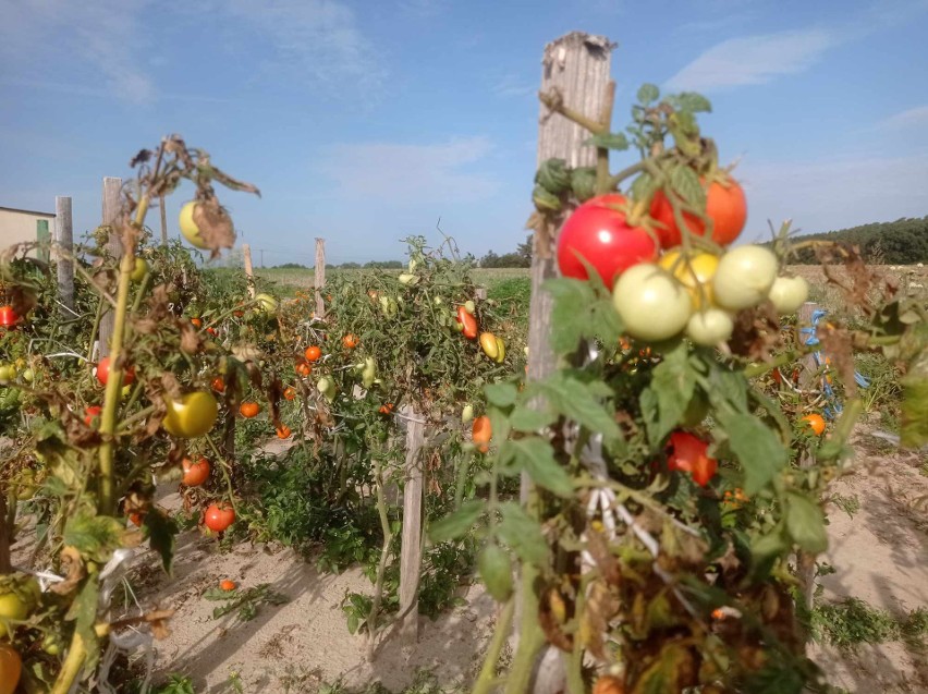 Okres dojrzałości pomidorów zależy m.in. od odmiany.