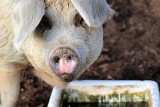 Wirus znów uderzył. ASF zaatakowało duże stado świń w Lubelskim