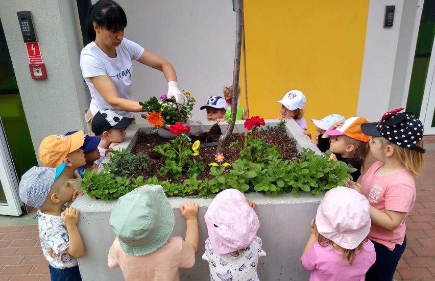 Dzieciaki z "Krainy Maluszka" w Sędziszowie sadziły kwiatki...