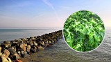 Będziemy jeść glony z Bałtyku? Odkryto nieznane dotąd gatunki morskiej sałaty. Morskich glonów jest więcej niż przypuszczano