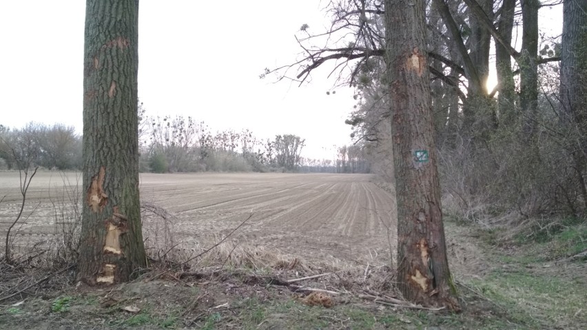 Zranione drzewo to w Polsce nadal "niewielka szkodliwość".