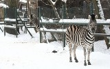 Mieszkańcy zoo lubią zimę